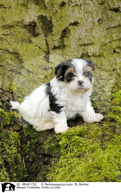 Biewer Yorkshire Terrier auf Baum / Biewer Yorkshire Terrier on tree / RR-81732