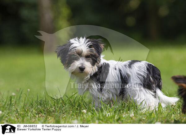 Biewer Yorkshire Terrier Welpe / Biewer Yorkshire Terrier Puppy / JM-08852