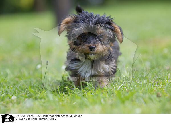 Biewer Yorkshire Terrier Welpe / Biewer Yorkshire Terrier Puppy / JM-08860