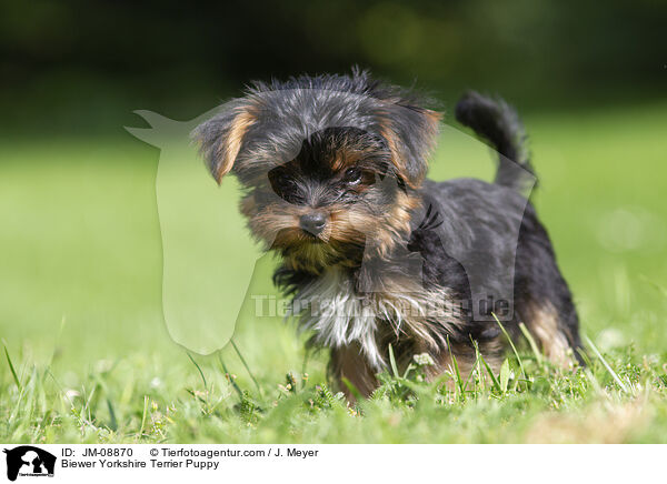 Biewer Yorkshire Terrier Welpe / Biewer Yorkshire Terrier Puppy / JM-08870