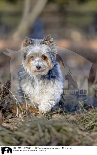 small Biewer Yorkshire Terrier / MAH-02483