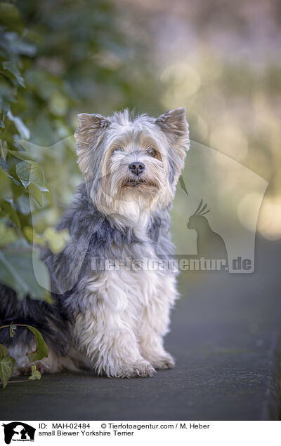 small Biewer Yorkshire Terrier / MAH-02484