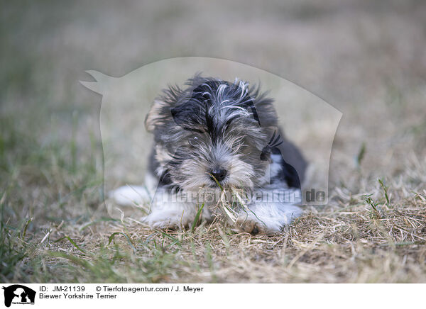 Biewer Yorkshire Terrier / Biewer Yorkshire Terrier / JM-21139
