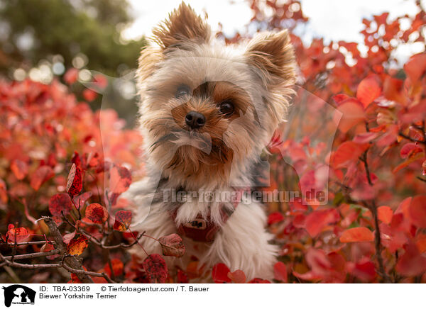 Biewer Yorkshire Terrier / Biewer Yorkshire Terrier / TBA-03369