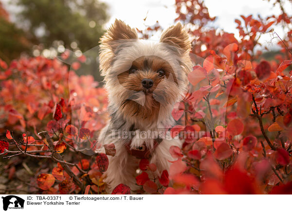 Biewer Yorkshire Terrier / Biewer Yorkshire Terrier / TBA-03371