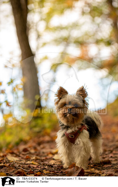Biewer Yorkshire Terrier / Biewer Yorkshire Terrier / TBA-03374
