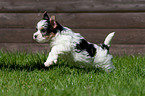 Biewer Yorkshire Terrier puppy