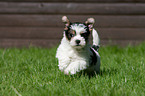 Biewer Yorkshire Terrier puppy