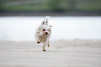 running Biewer Yorkshire Terrier