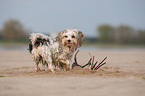 Biewer Yorkshire Terrier