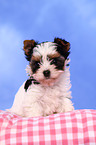 Biewer Yorkshire Terrier Puppy