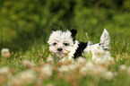 Biewer Yorkshire Terrier puppy