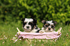 Biewer Yorkshire Terrier puppies