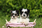 Biewer Yorkshire Terrier puppies