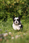 Biewer Yorkshire Terrier puppy