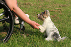 woman and Biewer Yorkshire Terrier