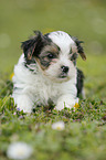 Biewer Yorkshire Terrier on meadow