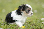 Biewer Yorkshire Terrier on meadow