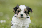 Biewer Yorkshire Terrier on meadow