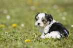 Biewer Yorkshire Terrier on meadow