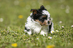 Biewer Yorkshire Terrier on meadow