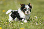 Biewer Yorkshire Terrier on meadow