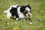 Biewer Yorkshire Terrier on meadow