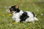 Biewer Yorkshire Terrier on meadow