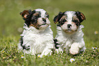 Biewer Yorkshire Terrier Puppies