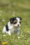 Biewer Yorkshire Terrier on meadow