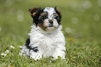 Biewer Yorkshire Terrier on meadow