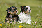 Yorkshire Terrier and Biewer Terrier