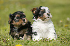 Yorkshire Terrier and Biewer Terrier