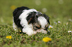 Biewer Yorkshire Terrier on meadow