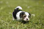 Biewer Yorkshire Terrier on meadow