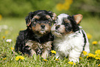 Yorkshire Terrier and Biewer Terrier