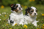 Biewer Yorkshire Terrier Puppies