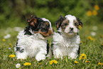 Biewer Yorkshire Terrier Puppies