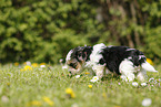 Biewer Yorkshire Terrier on meadow