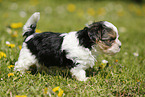 Biewer Yorkshire Terrier on meadow