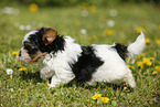 Biewer Yorkshire Terrier on meadow