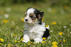 Biewer Yorkshire Terrier on meadow