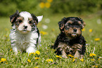 Yorkshire Terrier and Biewer Terrier