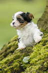 Biewer Yorkshire Terrier on tree