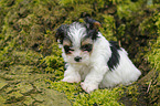 Biewer Yorkshire Terrier on tree