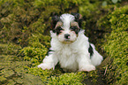 Biewer Yorkshire Terrier on tree