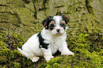 Biewer Yorkshire Terrier on tree