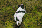 Biewer Yorkshire Terrier on tree