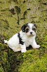 Biewer Yorkshire Terrier on tree