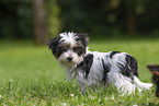 Biewer Yorkshire Terrier Puppy